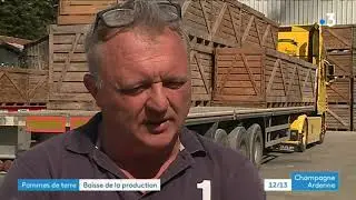 La r&eacute;colte de pommes de terre moins g&eacute;n&eacute;reuse &agrave; cause de la canicule