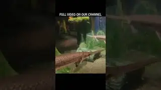 Удивительные длинноносые рыбы - Необычные чудеса - Аквариум - #подписаться