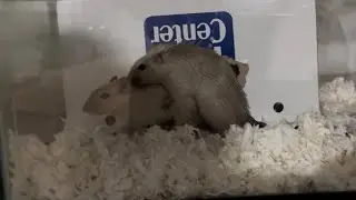 My pair or gerbils breeding!!!❤️