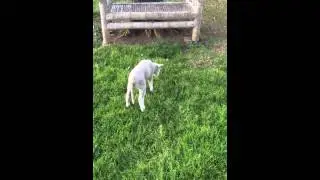 Winter the lamb bouncing and jumping around