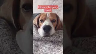 Boop 👉 🐕 #shorts #youtubeshorts #subscribe #like #boopmynose #cutebeagle #beagle #puppy #doglover