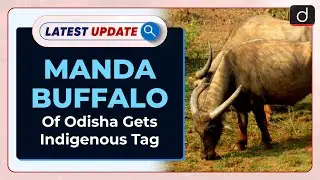 Manda Buffalo Of Odisha Gets Indigenous Tag : Latest update | Drishti IAS English