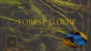 Forest Floor Display &mdash; Bioactive terrarium, Rainforest Ambience, Nature Design