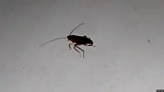 Patients Speak Out About Cockroach Infestation At Azerbaijani Hospital