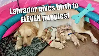 LABRADOR gives birth to ELEVEN puppies! (Graphic content)