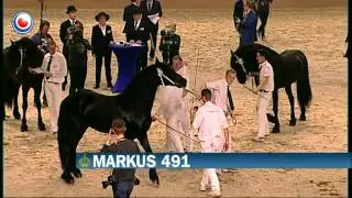 Hynstekeuring 2016 - kampioenskeuring algemeen kampioen