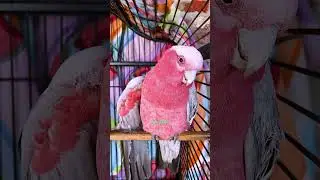 Dog Keeps Hugging His New Parrot Friend | The Dodo