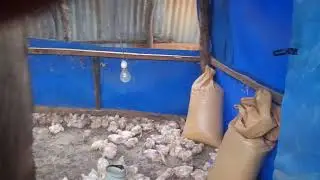 Bash egg farm's