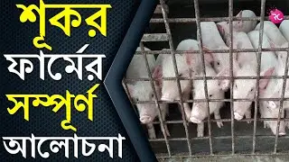 Complete Information About the Pig Farm - শূকর ফার্মের সম্পূর্ণ  তথ্য | RC Farming