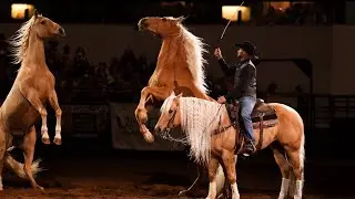 Dan James palomino performance at the Midwest Horse Fair 2023