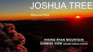 This View in Joshua Tree Changed My Mind About the Desert. Sunrise Hike to the top of Ryan Mountain