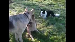 Canine Group Behaviour