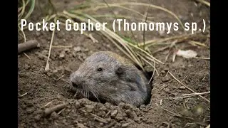 Pocket Gopher (Thomomys sp.) - Centennial, WY
