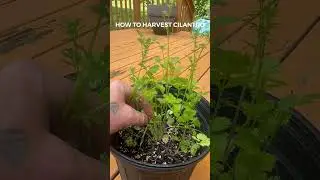When should you harvest cilantro??🌿
