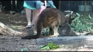 adelaide zoo animals