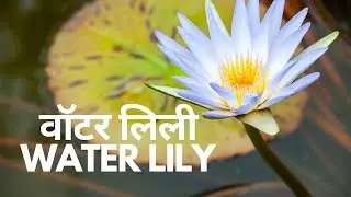 Water Lily | वाटर लिली | Nymphaeaceae | Nymphaea odorata | Nymphaea alba