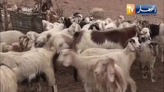 باتنة / موالو منطقة بني مخلوف يتخوفون من تراجع نشاط تربية المواشي نتيجة قلة الإمكانيات