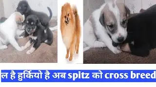 Spitz Cross Breed#pet wellness#local dog care#vlog