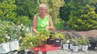 Cutting Back Flowers | Cutting Back Perennials | How to Fix Leggy Petunias
