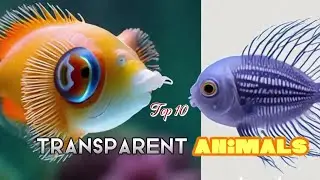 Top 10 Transparent Animals🐯🐠