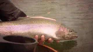 Fly fishing near Quesnel