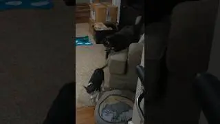 Tortoiseshell Cat Smells Chihuahua Butt #chihuahua #tortoiseshellcat #youtuber