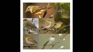 willow warbler song