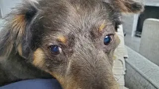 Blind at the young age of 9.  What is SARDS and why did it attack my dog?