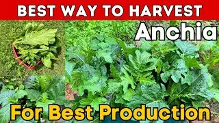 Best Way to Harvest Anchia for Better Production and Other Growing Tips