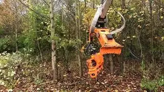 Woodcracker CS CRANE in a stand of small poplars