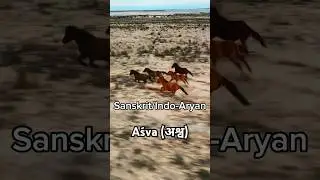 Sanskrit/Indo-Aryan word for a Horse #shorts #horse