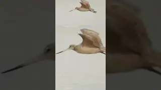 Marbled Gotwit Takeoff Flight Beach Relaxing Music #shorebirds #birds #beach, #birding , #nature