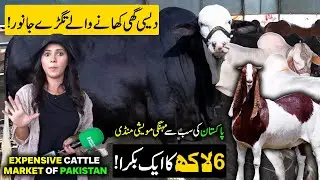 Pakistan's Expensive Cattle Market | Most Expensive Cow & Goat In Lahore | Discover Pakistan