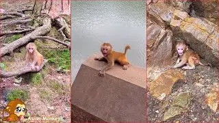 The baby monkey ran everywhere looking for its mother. Why did the mother monkey abandon her baby?