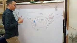 How to draw Daphnia sp.