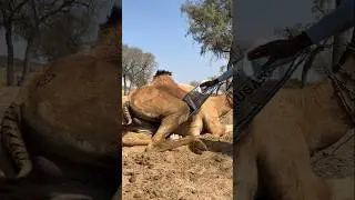 كيس تحت ارجل الجمل ووضع المالك حقيبة والجمل يحاول ركلها