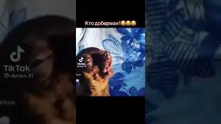 КТО ДОБЕРМАН?