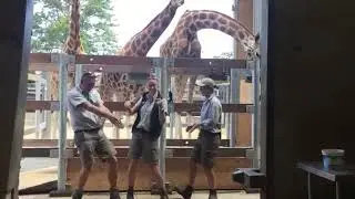Baby shark dance giraffe style