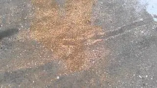 Aksa Beach- A shell covered crab makes its way