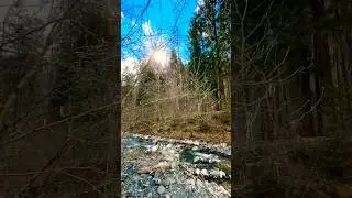 SPRING SOUNDS 🌿IN SWITZERLAND 🇨🇭 NATURE&rsquo;S AWAKENING IN THE ALPS#switzerland#spring#ambience