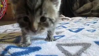 Ziva is getting the hang of walking :)