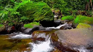 Pleasant Sound of a Flowing Stream, Melody of the Forest, Birds Chirping, ASMR