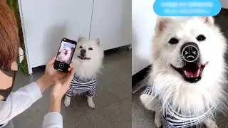 App That Uses Dog Nose Prints to Find Lost Pets | The Henry Ford&rsquo;s Innovation Nation