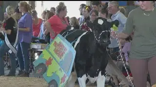 Cows dress to impress at annual Canfield Fair contest