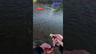 【AREA TROUT FISHING】2025.11.8 Part9