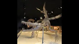 Protocetid Whales Colonized The USA