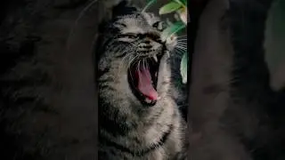 🌷Noraya Lost Cats Season 4&nbsp;#040 #Shorts