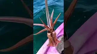 Come squid fishing with me at Rapid Bay, South Australia 🦑🎣 LIVE @ 6pm tonight #southaustralia