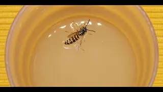 How to make simple wasp traps