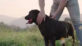 Tender Care Veterinary Center Offers Holistic Services for your pet (LV)